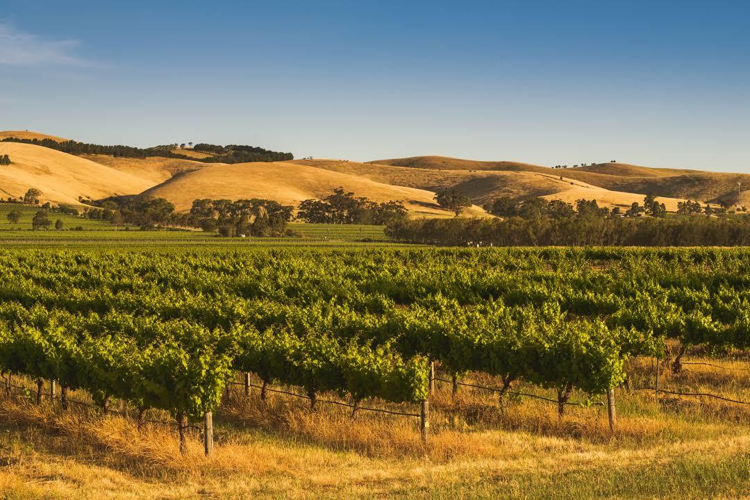 Barossa Valley
